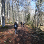 Hayedo camino de Las Pisas