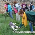 XIII Marcha de las Flores.- Villaescusa de Palositos
