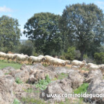 XIII Marcha de las Flores.- Villaescusa de Palositos